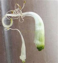  Stamens and Pistil